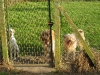 CHIENS PENSION (5)